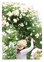 Komatu Garden Rose Collection 2014-2015