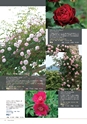 Komatu Garden Rose Collection 2014-2015