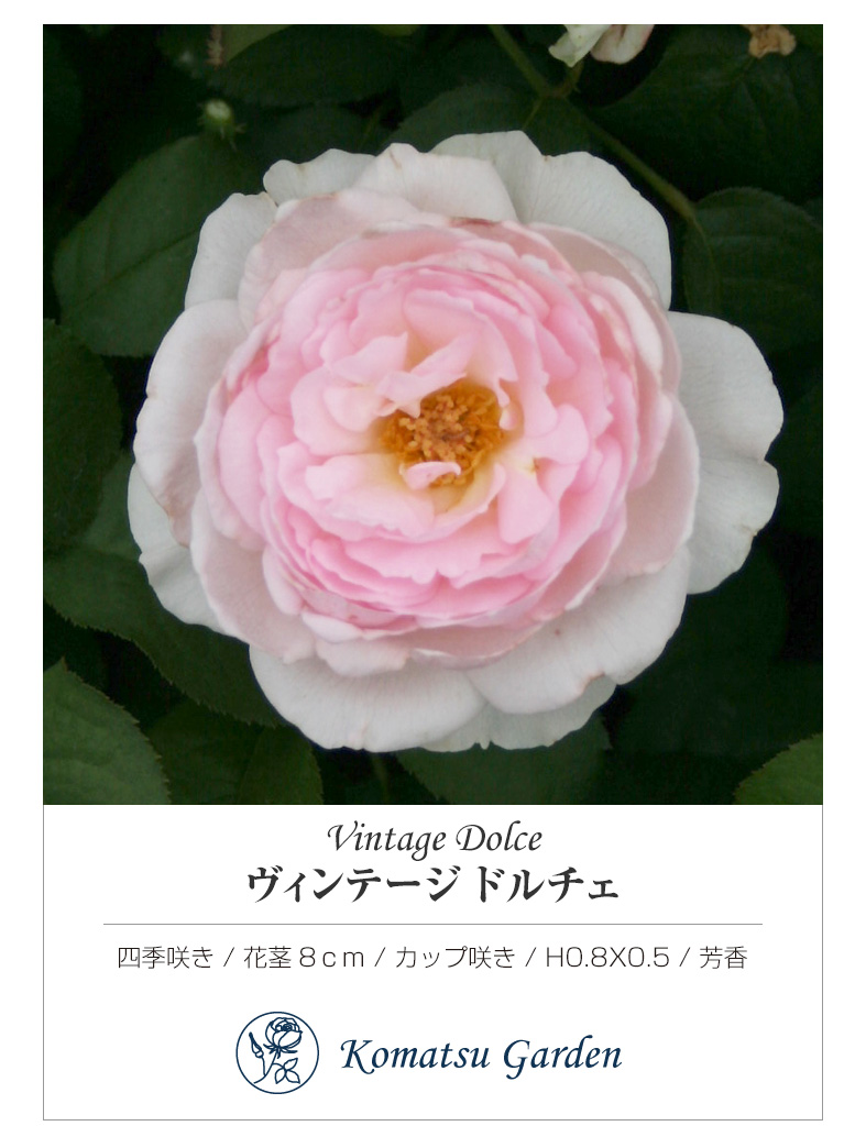 その他の品種 新苗在庫リスト